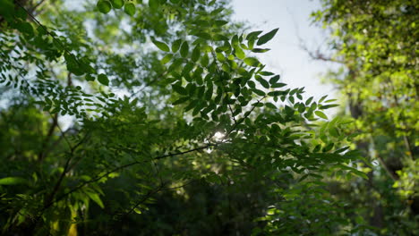 slow moving shot of shimmering leaves under direct sun in leafy mediterranean woodland