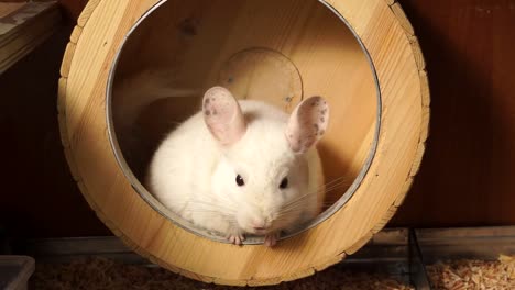 adorable white chinchilla in a wooden house