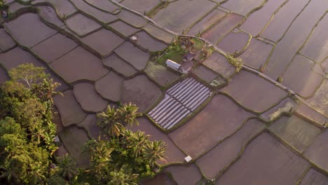 Toma-De-Arriba-Hacia-Abajo-De-La-Terraza-De-Arroz-Bali-Indonesia-Con-Una-Pequeña-Cabaña-En-El-Medio,-Aérea