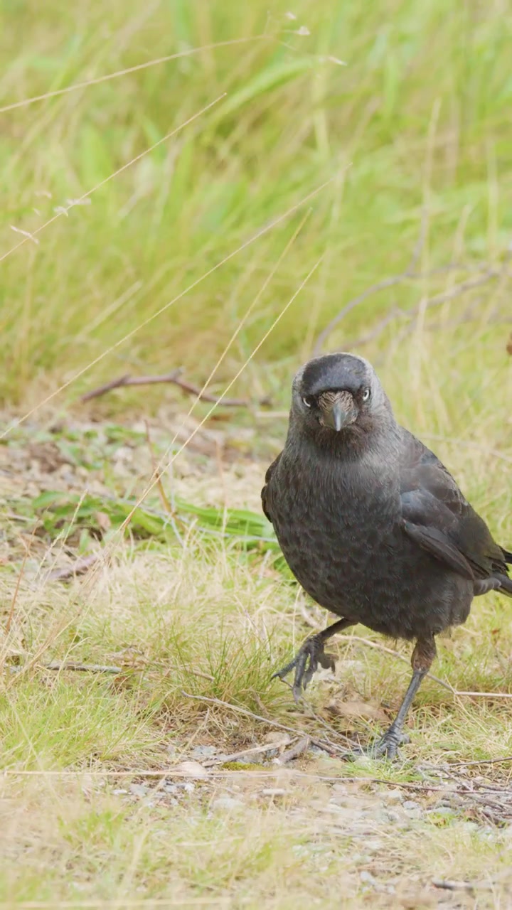 Una taccola eurasiatica si muove attraverso prati erbosi fioriti alla luce naturale del giorno, fermandosi per foraggiare e interagire con il suo ambiente. La telecamera a mano segue l'uccello
