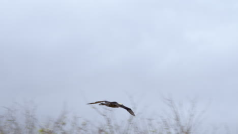 Albatros-Ondulado-Visto-Volando-Sobre-Punta-Suárez-En-Las-Galápagos