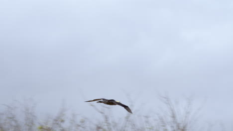 Geschwenkter-Albatros,-Der-Auf-Galapagos-über-Punta-Suarez-Fliegt