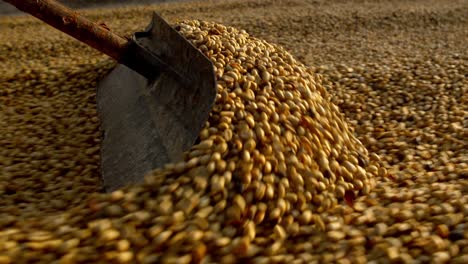 industria sudamericana, cultivo, procesamiento, granos de café de calidad