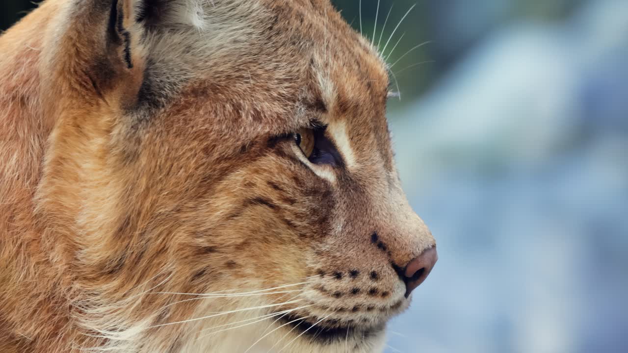 The Eurasian lynx (Lynx lynx) close-up portrait