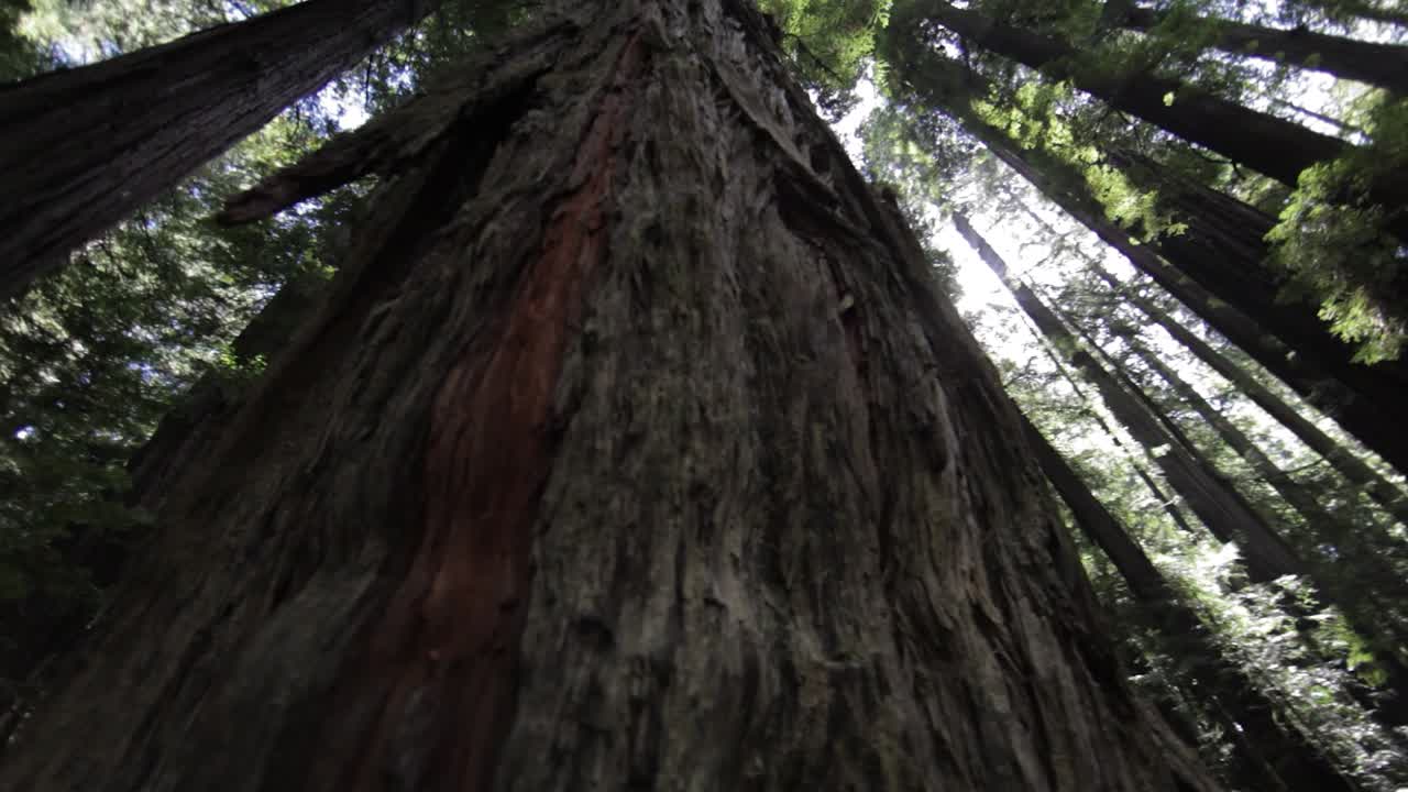 Vista dal basso di una sequoia con un camion sulla sinistra e rotazione dell'immagine.