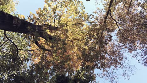 Bottom-up-view-of-lush-autumn-colored-foliage-of-trees