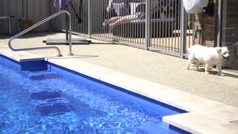 Perro-Paseando-Por-El-Borde-De-La-Piscina-Niña-Acostada