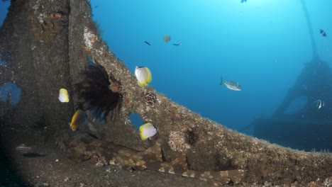 Vista-única-De-Los-Buceadores-Mirando-Desde-Una-Estructura-Submarina-Hacia-Un-Arrecife-Artificial-En-Las-Profundidades-Del-Océano