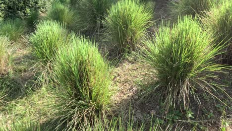 time-lapse of grass growing in sunlight.