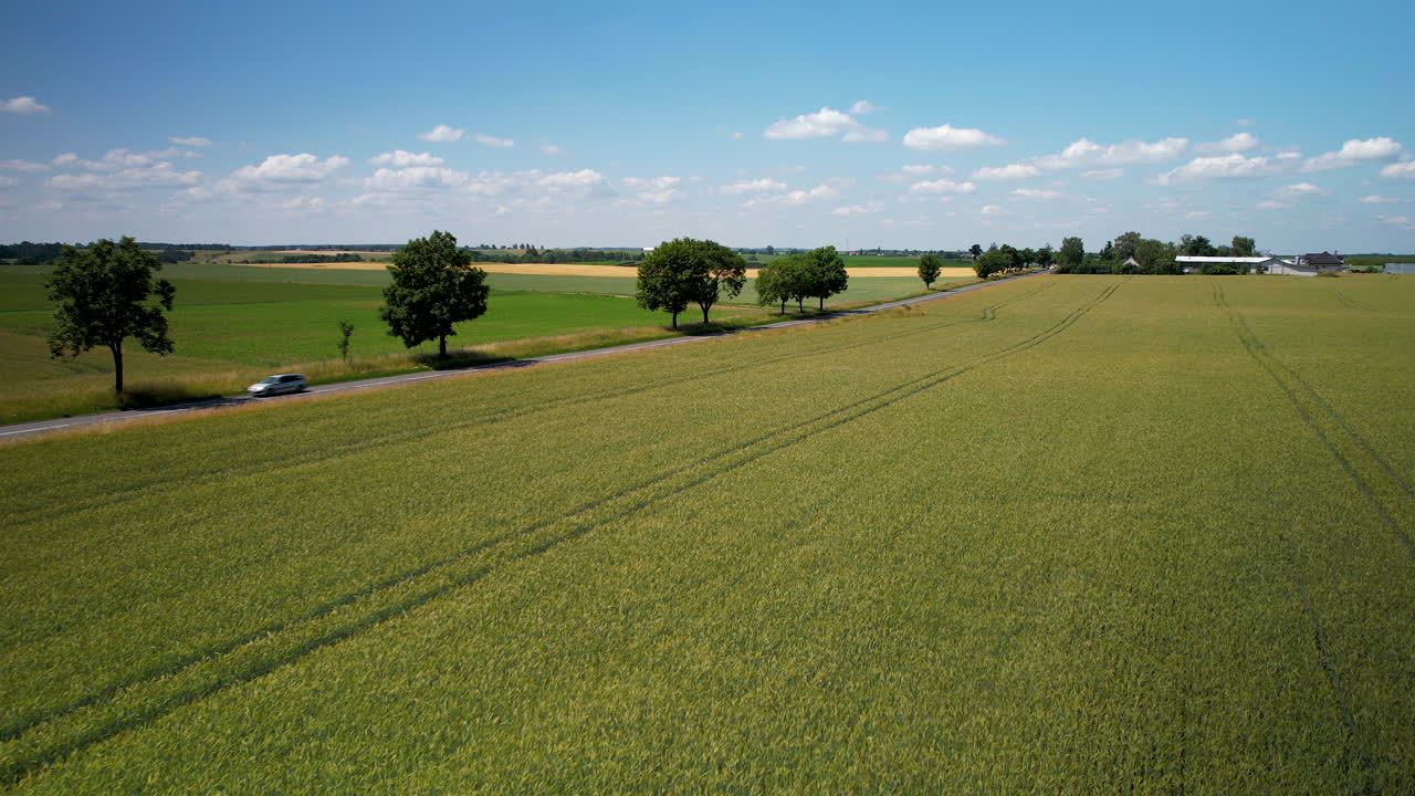 Cultivated Wheat Fields by Countryside Road with Cars Traveling in Summertime