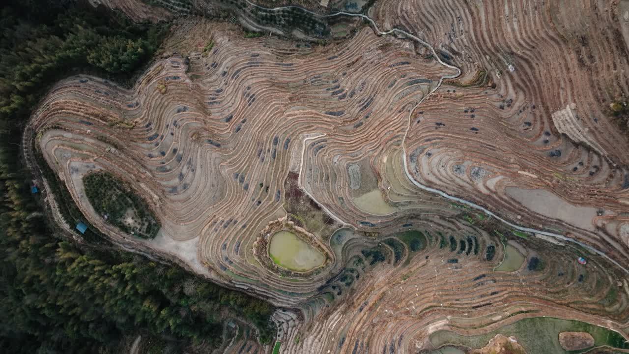Top-down drone view reveals flowing lines and ponds across the Longsheng rice terraces in Guangxi