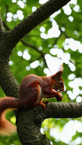 red squirrel eating a nut in a tree
