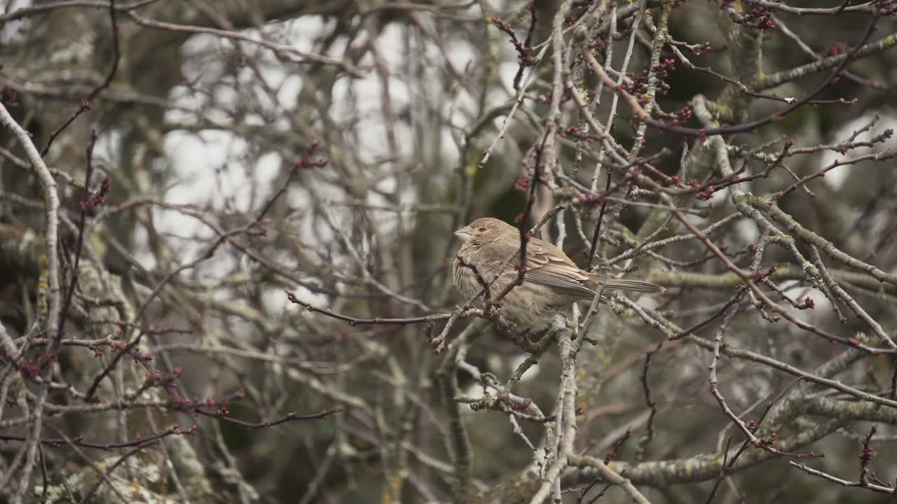 pinzón femenino sentado en un árbol y balanceándose con el viento durante el invierno en victoria, canadá