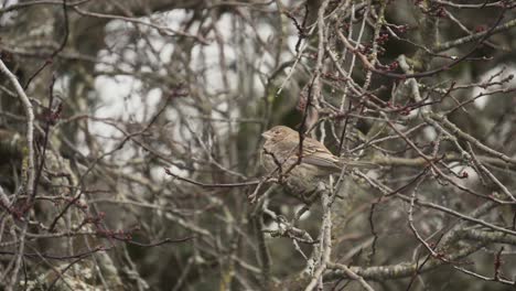 Weiblicher-Hausfink,-Der-In-Einem-Baum-Sitzt-Und-Sich-Im-Winter-In-Victoria,-Kanada,-Mit-Dem-Wind-Wiegt