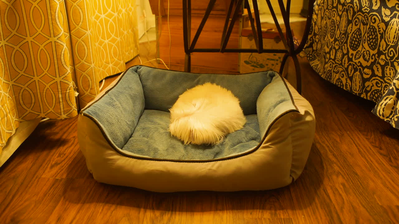 Timelapse of a small dog relaxing in a dog bed all day