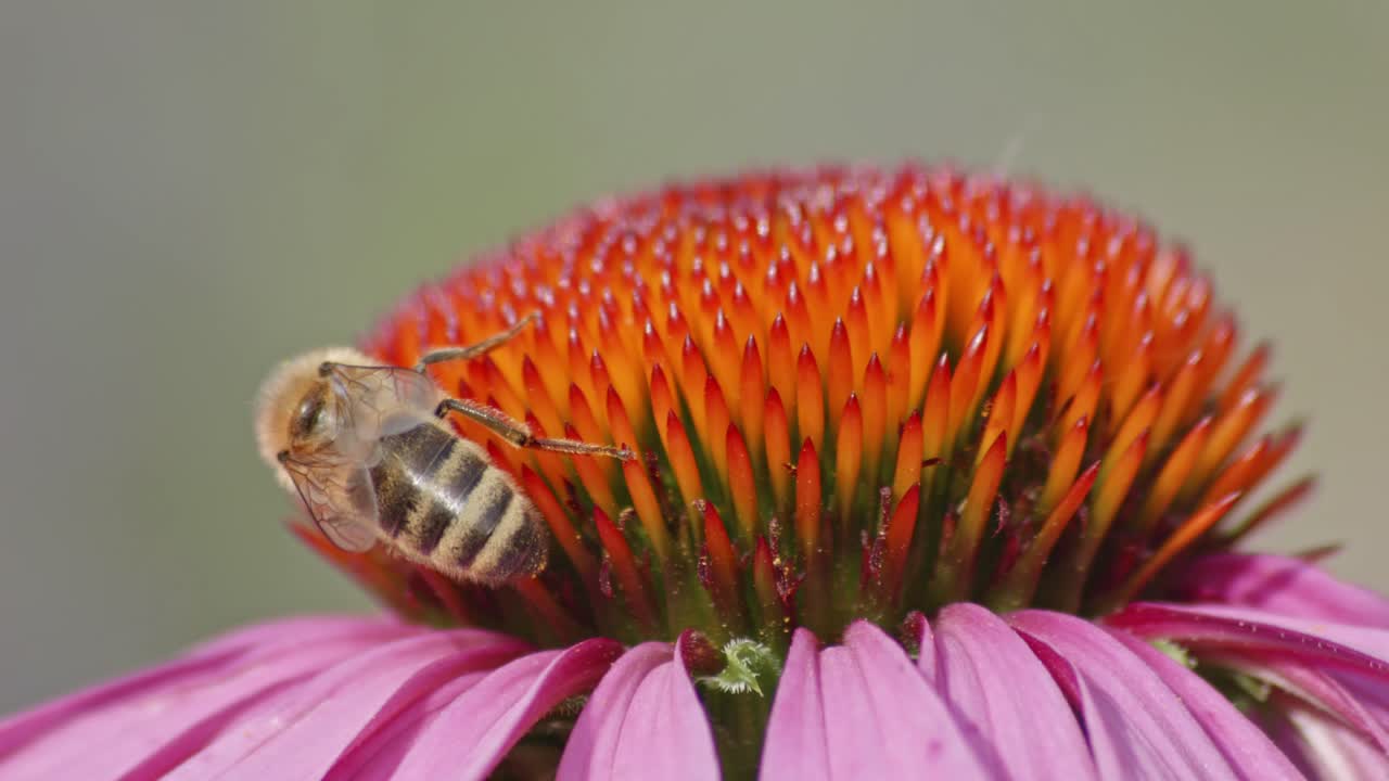 una toma macro en primer plano de una abeja trabajadora recogiendo polen desde el centro de una flor de cono naranja