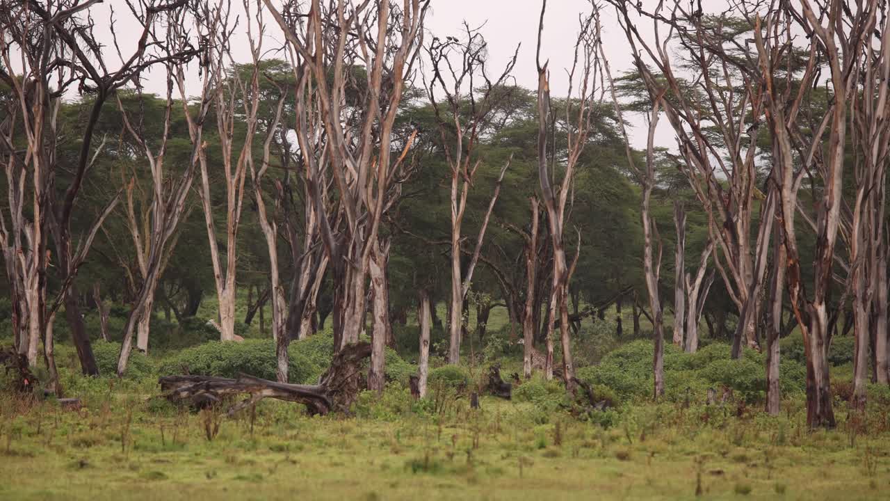 Giraffes in the African Savanna