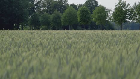 close up shot of green field of barley