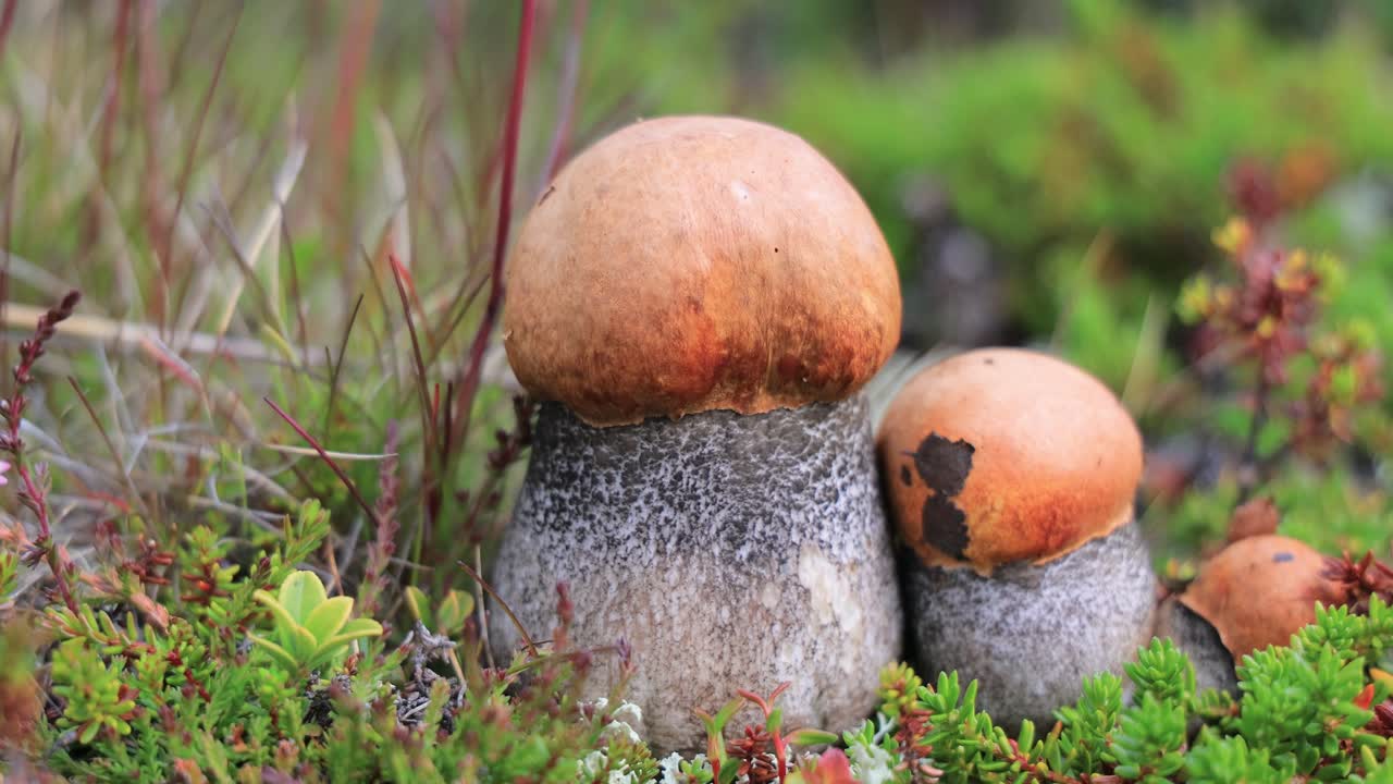 북극 드라 모스에서 아름다운 boletus edulis 버섯, 아름다운 자연에서  버섯, 노르웨이 자연 풍경, 버섯 계절.