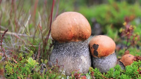 hermoso hongo boletus edulis en el musgo de la tundra ártica. hongo blanco en la hermosa naturaleza paisaje natural de noruega. temporada de hongos.