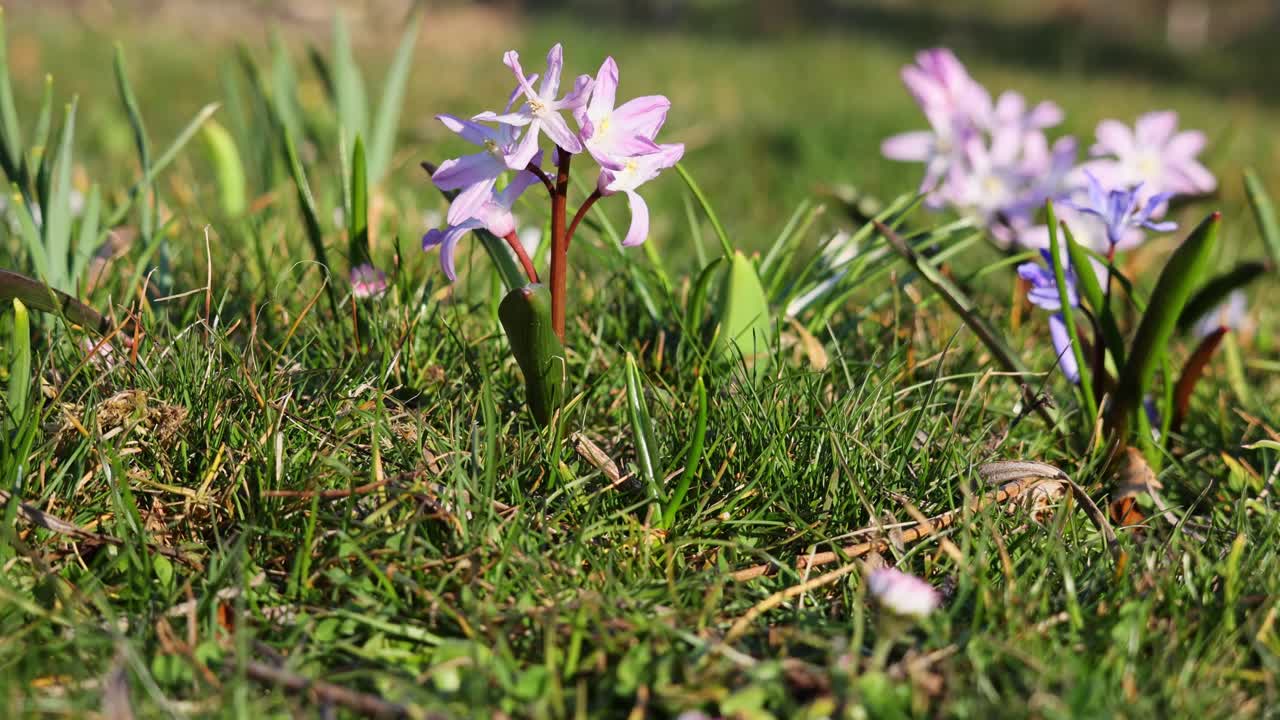 Scilla (squill) as an ornamental plant: close-up in 4K