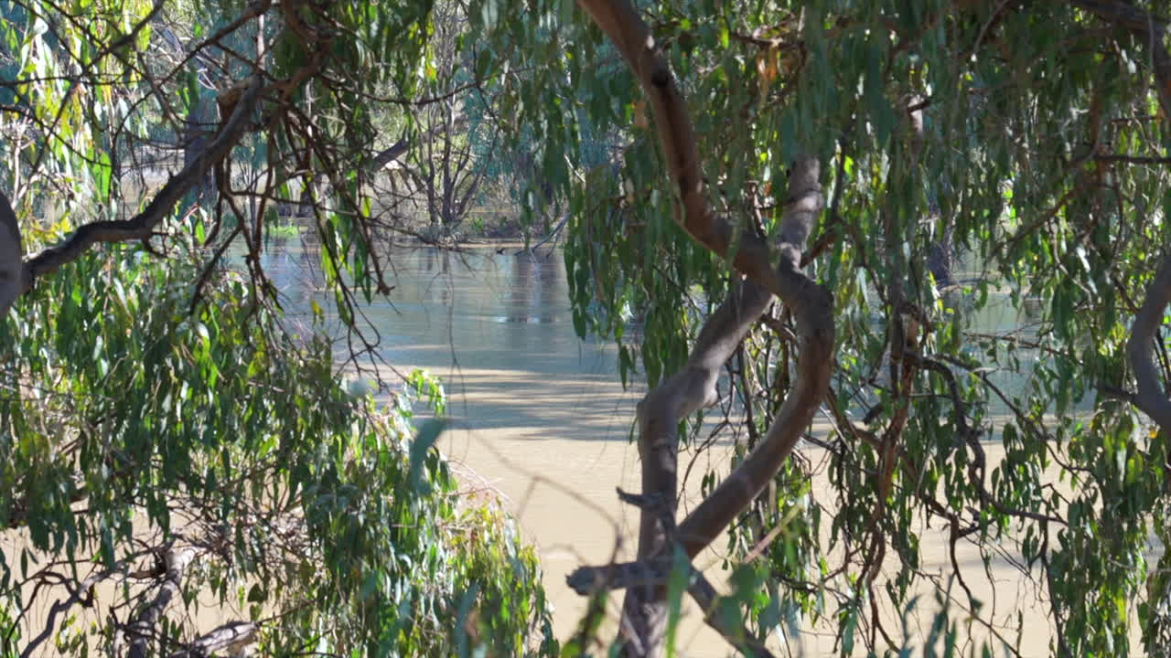 Shot through the trees on the banks of the Darling River, New South Wales Australia