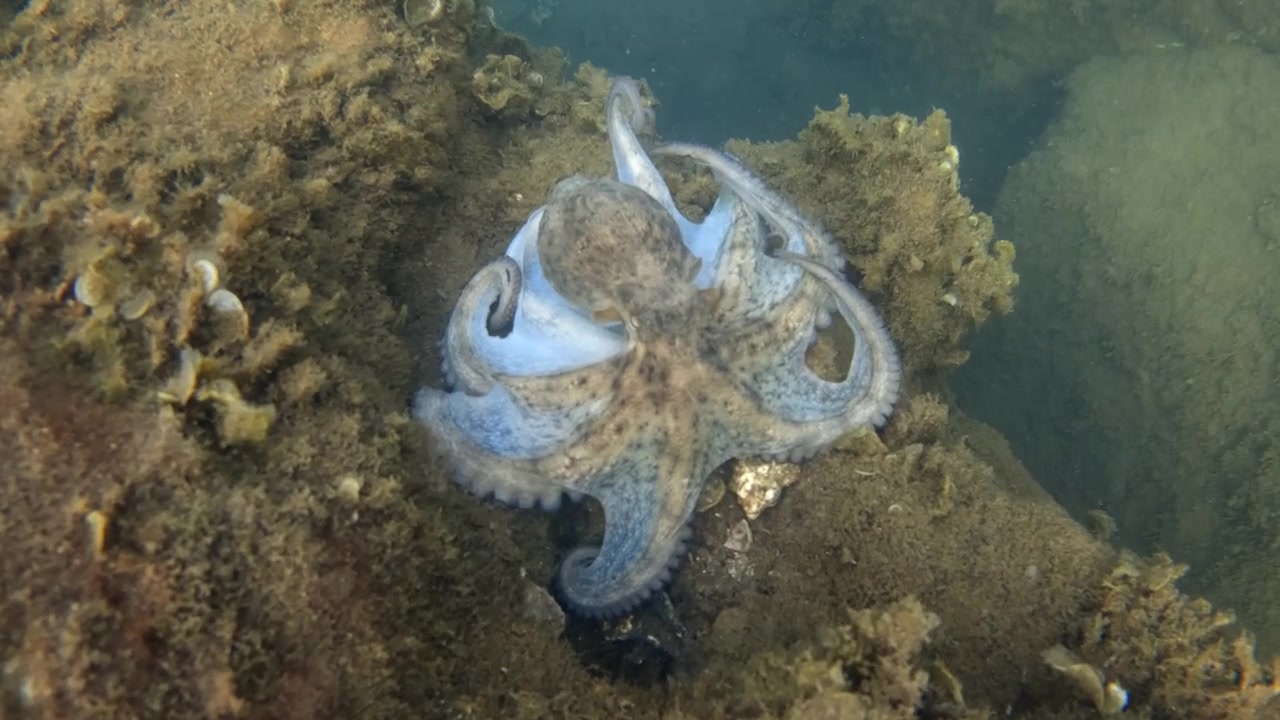 Polpo che riposa su un fondale roccioso, usando la texture e il colore della sua pelle per un efficace camuffamento contro le alghe marine.