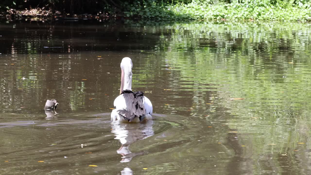 los pelícanos interactúan y se alimentan en un entorno de agua serena