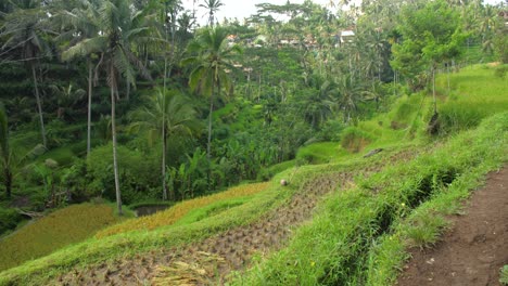 the tegallalang rice terraces in ubud, bali, indonesia at sunrise on a cloudy day