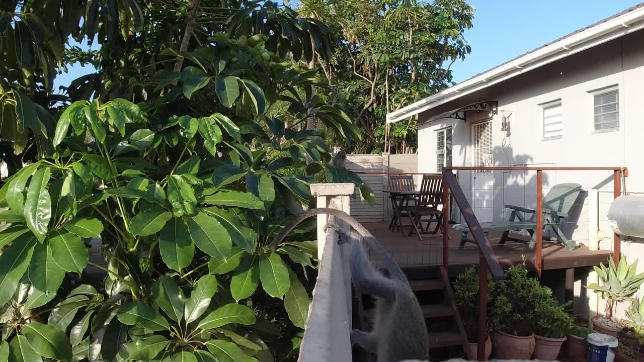 남아프리카 출신의 호기심 많은 야생 회색 버빗 원숭이가 먹고 카메라를 바라보다가 점프합니다