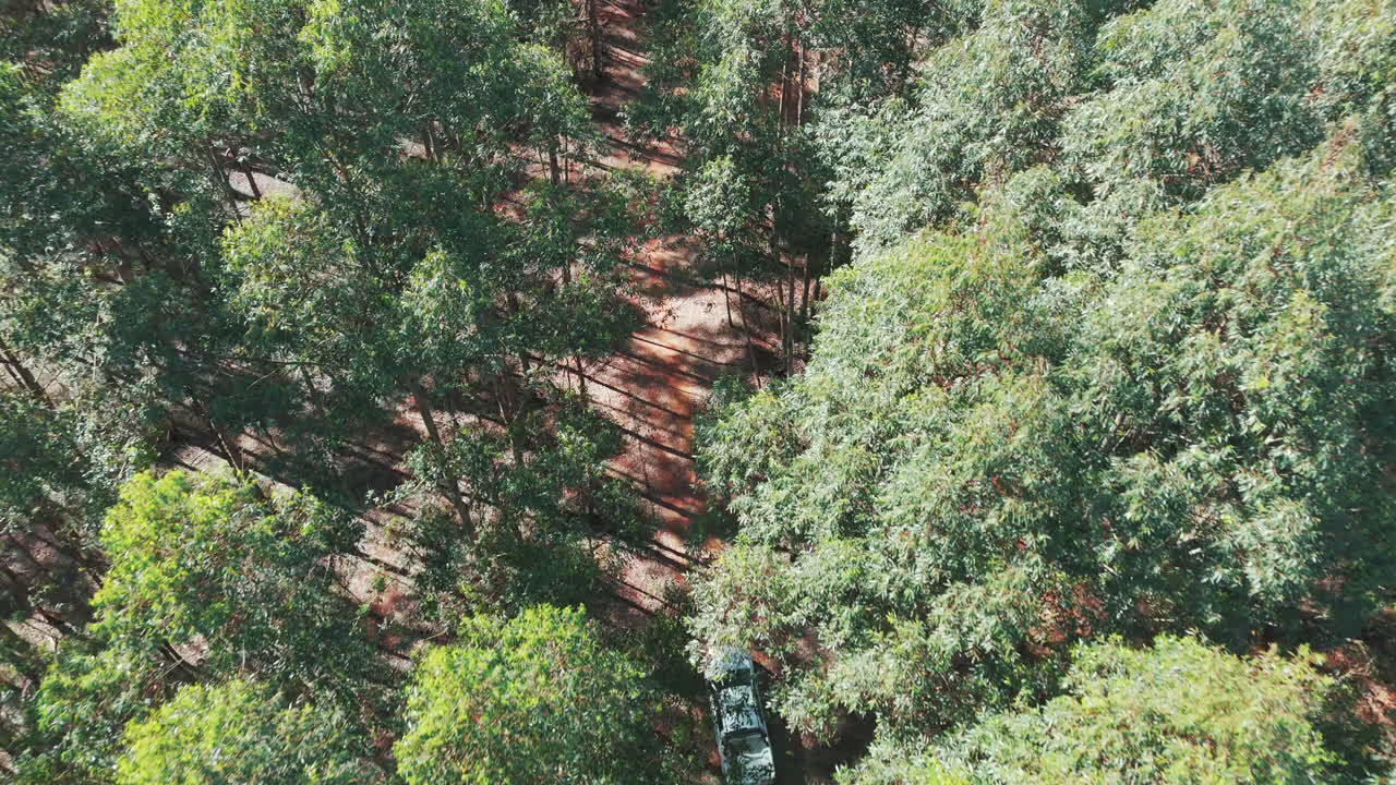 una camioneta blanca 4x4 conduciendo a lo largo de un camino de tierra dentro de una plantación de eucalipto