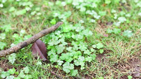 stick moves over leaves on grassy ground