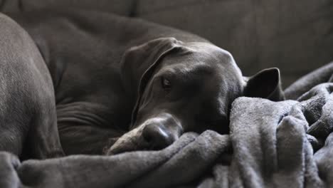 Female-blue-Great-Dane-sleeping-on-the-couch