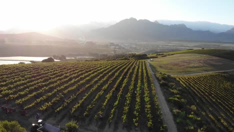 Reverse-drone-shot-of-a-grape-farm-in-Cape-Town