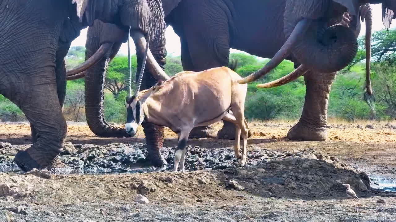 A gemsbok oryx drinks at a muddy watering hole and is nudged by the tusks of an impatient elephant