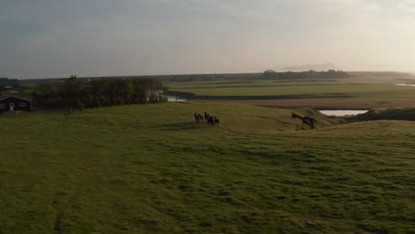Aerial-view-horses-wild-galloping-fast-in-ranch-in-farmland,-iceland-grass-highlands.-Wild-horses-herd-feeling-free-trotting-in-icelandic-countryside-at-sunset.-Power-and-freedom-concept