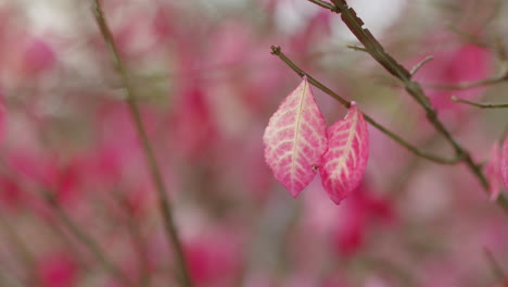 close-up of vibrant pink autumn leaves on burning bush