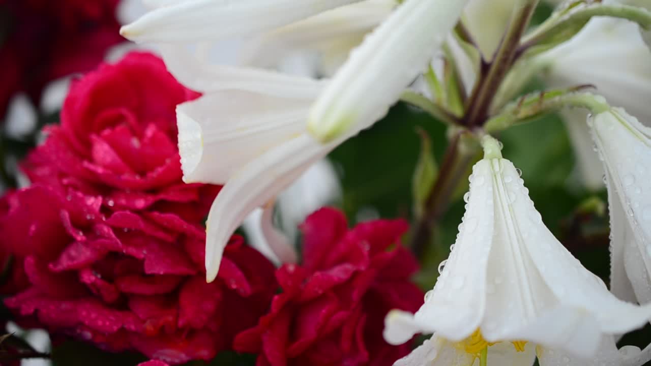Flores em um fundo branco. Rosas e lírios.