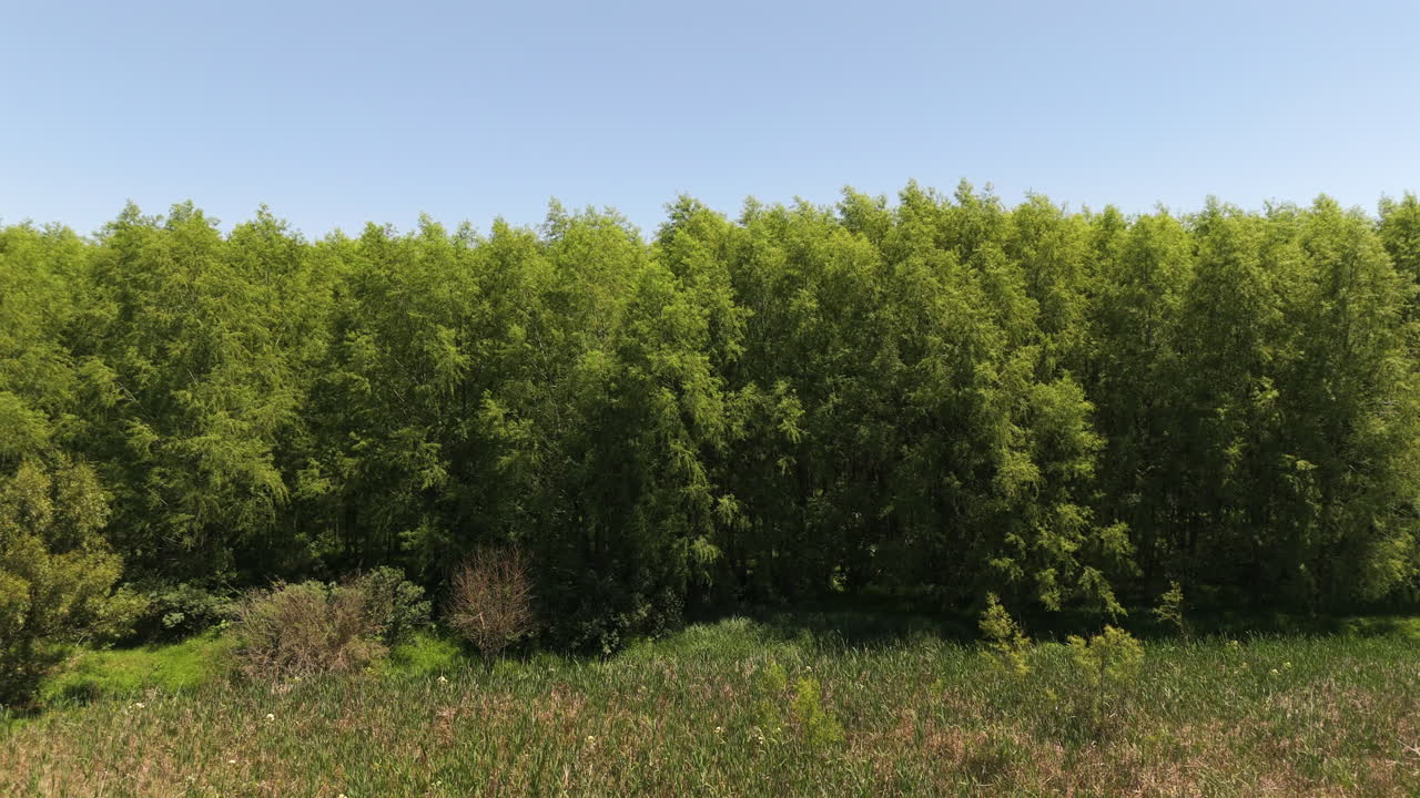 Eucalyptus trees used in reforestation projects, renewable resource management