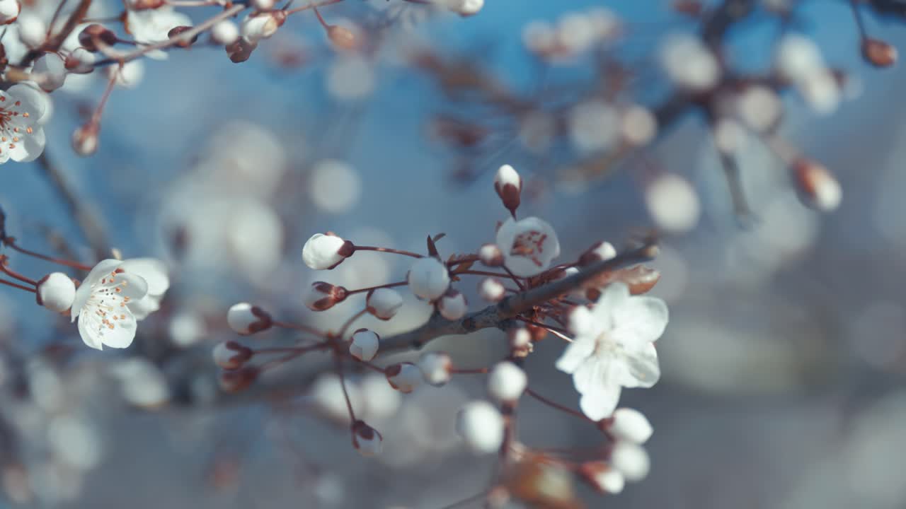 hermosas flores de cerezo blancas con centros rosados se capturan en un primer plano, mostrando sus detalles intrincados
