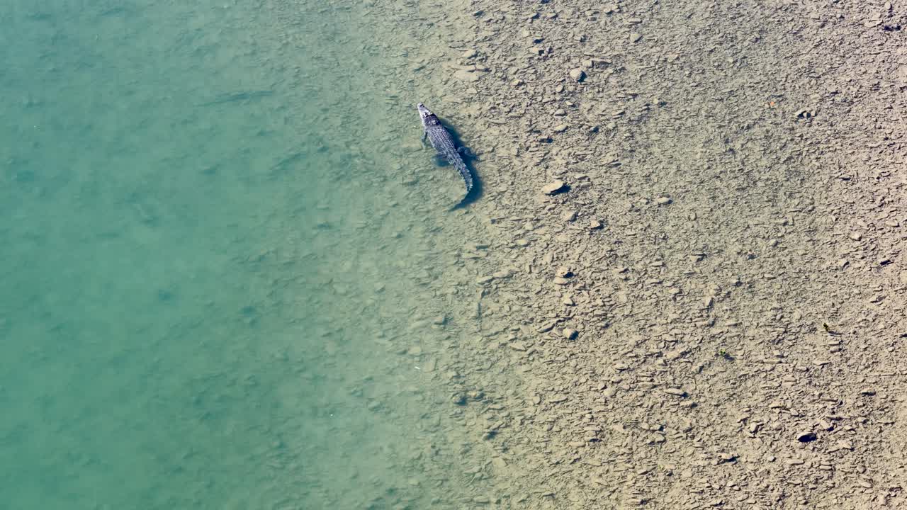 Drone captures a saltwater crocodile swimming near the shore in clear waters of Port Douglas, Australia