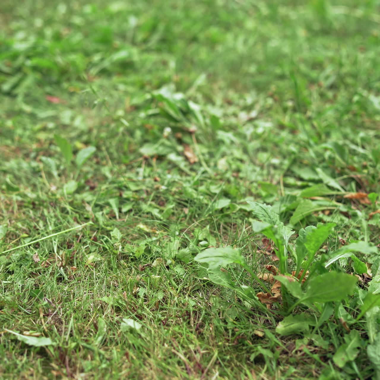 Slow motion of lawn mower on the ground. Red electric machine cutting green grass in the garden in summer.