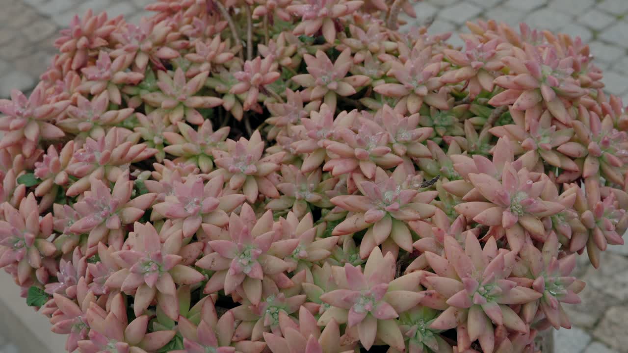 un primer plano de suculentas rosadas vibrantes dispuestas en una olla de jardín