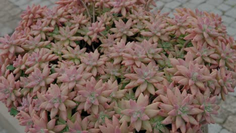 un primer plano de suculentas rosadas vibrantes dispuestas en una olla de jardín