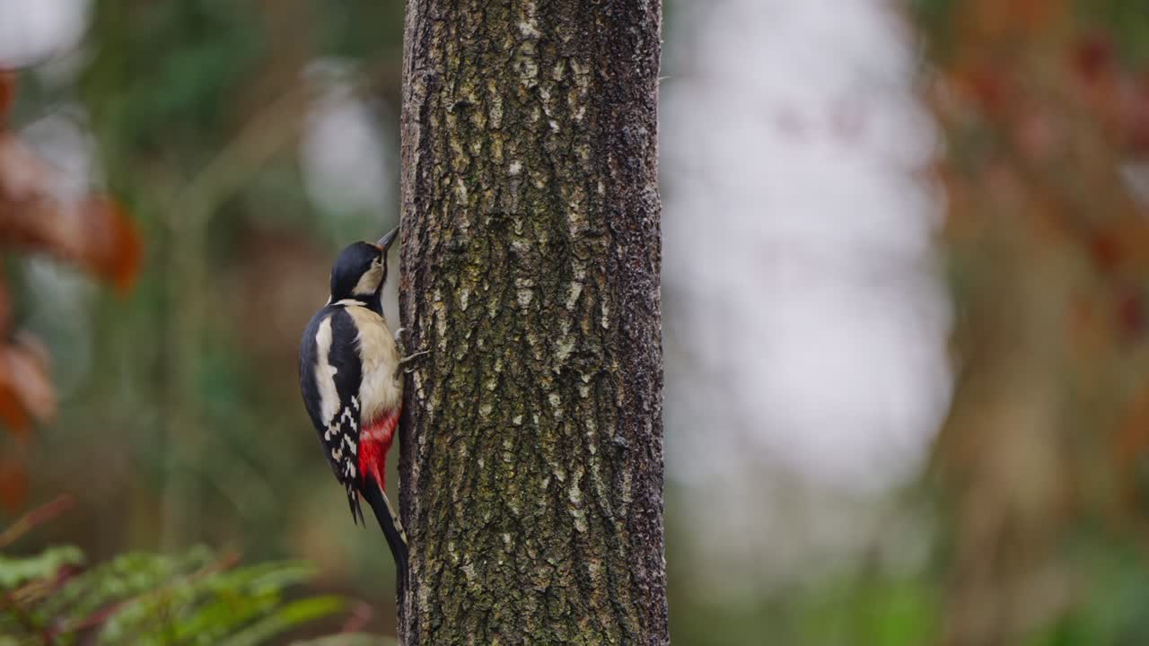 Profile of woodpecker gripping tree and turning slightly