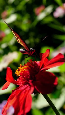 butterflies in a garden