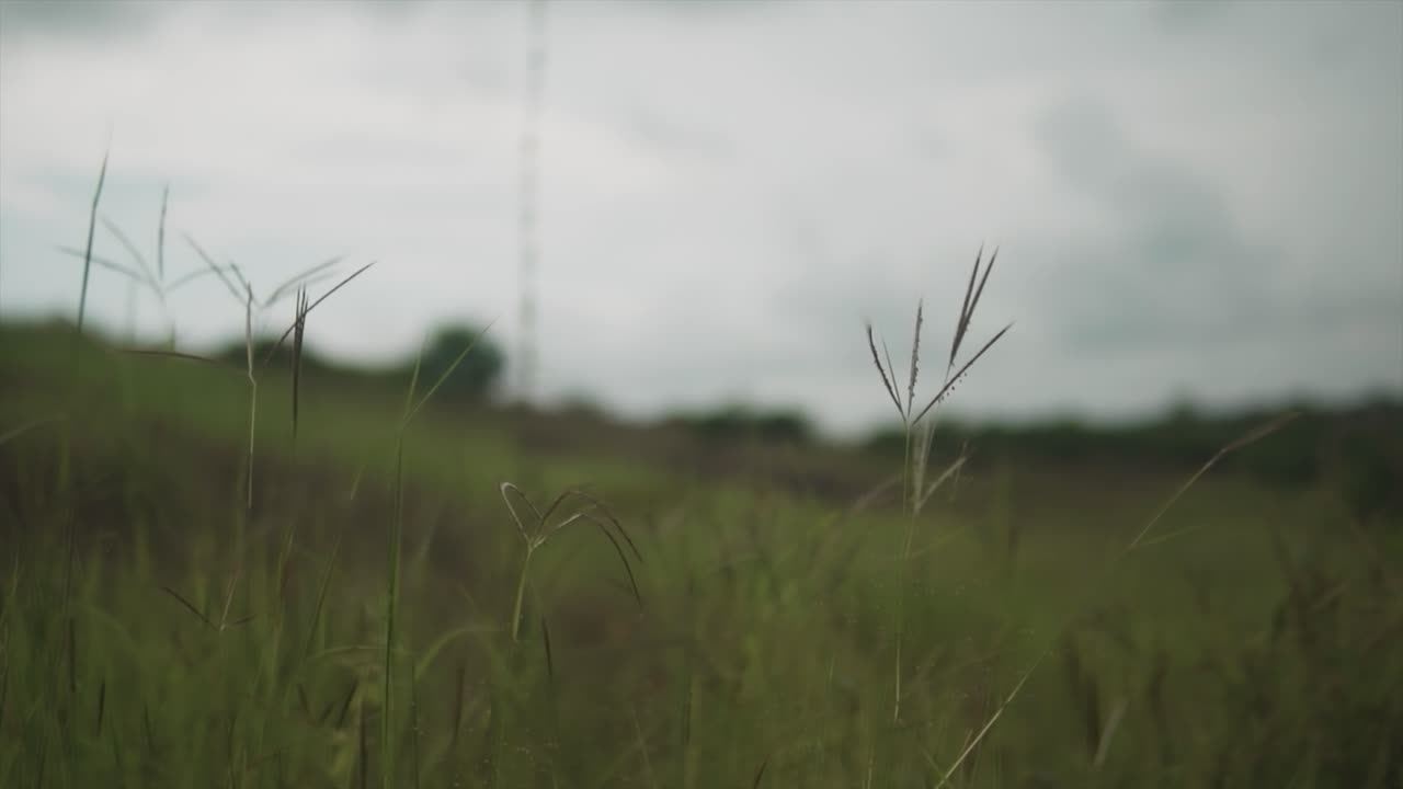 회색 흐린 날, 인도에서 두껍고 활기찬 자란 풀과 주변 풍경의 팬 샷
