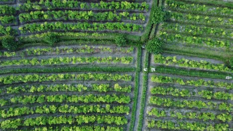 Aerial-ascending-birdseye-shot-of-the-agricultural-fields-in-sidemen-in-Bali,-Indonesia-known-for-its-picturesque-scenery-and-agriculture-during-an-exciting-long-distance-trip