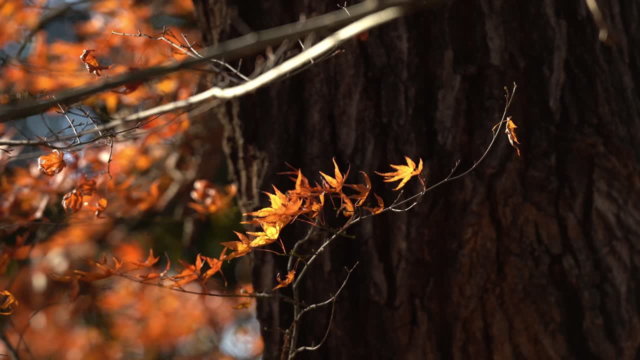The Orange Japanese Maple Tree