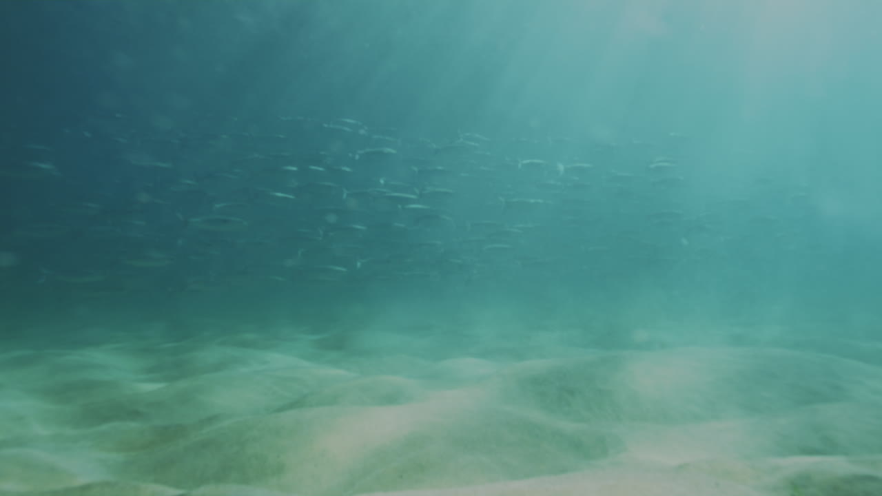 Slow-motion underwater view of fish exploring a lush seaweed bed in clear ocean water, revealing the tranquility and diversity of the marine environment